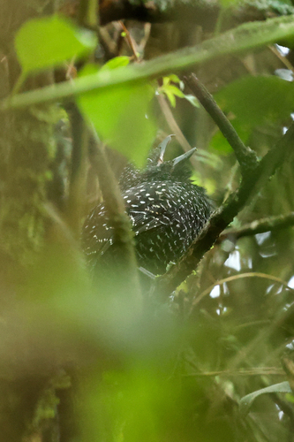 Large-tailed Antshrike (Mackenziaena leachii), photo 6