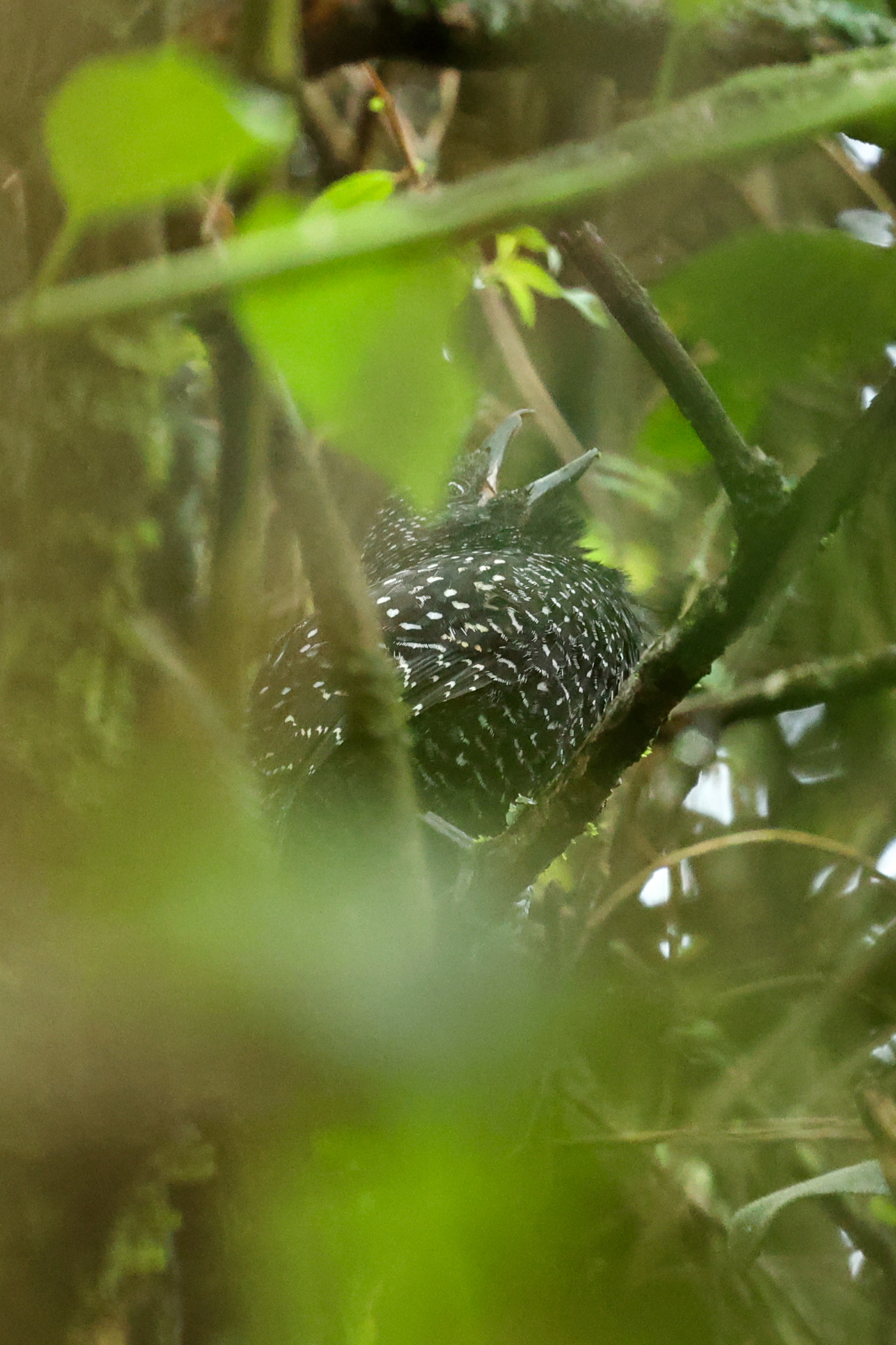 Large-tailed Antshrike (Mackenziaena leachii), photo 6