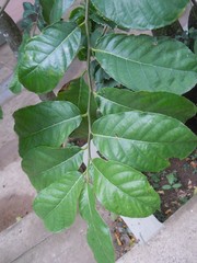 Batocarpus amazonicus