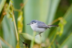 Yucatan Gnatcatcher photo 4