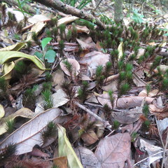 Dawsonia
