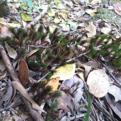 Dawsonia