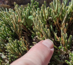 Selaginella corallina