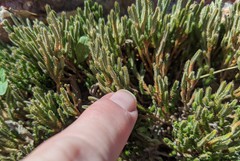 Selaginella corallina