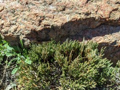 Selaginella corallina