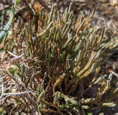 Selaginella corallina