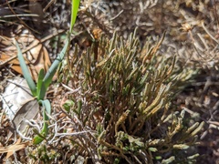 Selaginella corallina