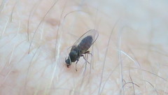 Austrosimulium