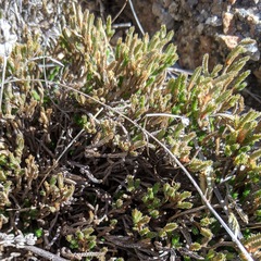 Selaginella corallina