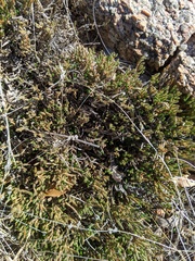 Selaginella corallina