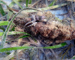 Bathygobius krefftii