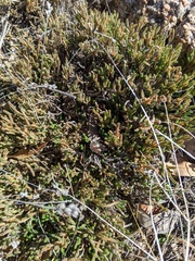 Selaginella corallina