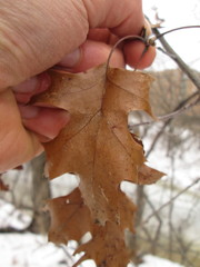 Quercus × hawkinsiae