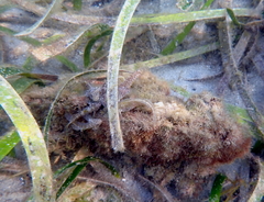 Bathygobius krefftii