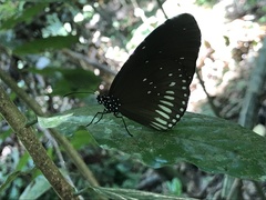 Euploea eyndhovii