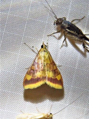 Golden Pyrausta Moth