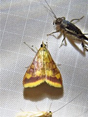 Pyrausta onythesalis