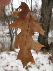 Quercus × hawkinsiae