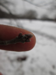 Quercus × hawkinsiae