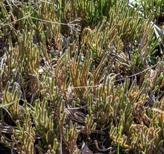 Selaginella corallina