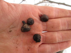 Quercus × hawkinsiae