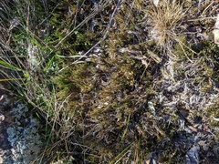 Selaginella corallina