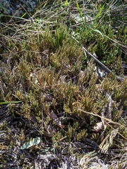 Selaginella corallina