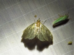 Perispasta caeculalis