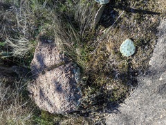 Selaginella corallina