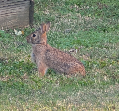 Eastern Cottontail photographed in Oklahoma