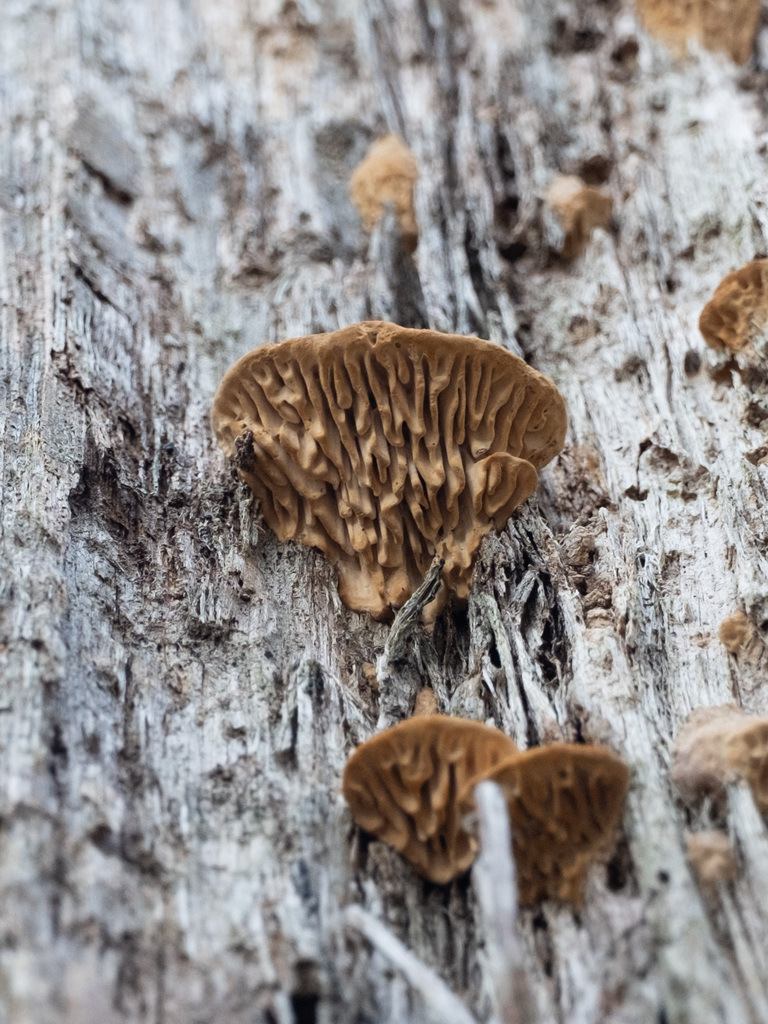 Fomitopsis quercina · November 2025 · photo: © alex_abair (iNaturalist, cc-by)
