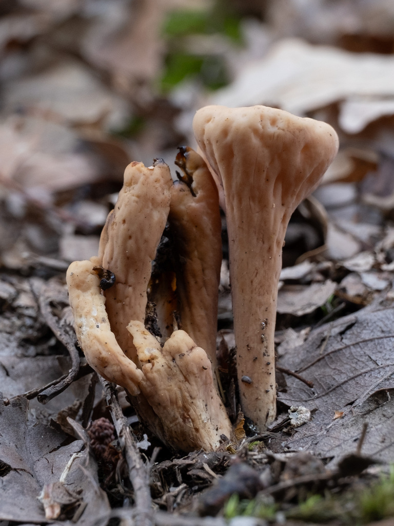 Clavariadelphus truncatus · November 2025 · photo: © alex_abair (iNaturalist, cc-by)