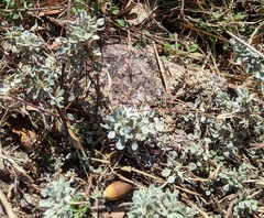 Eriogonum tenellum