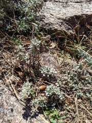 Eriogonum tenellum