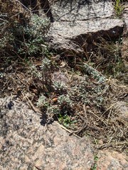 Eriogonum tenellum