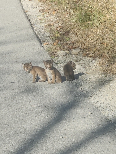 Bobcat photographed in Ohio