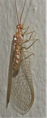 Dysochrysa furcata