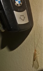 Dysochrysa furcata