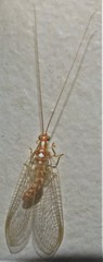 Dysochrysa furcata