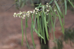 Geijera parviflora