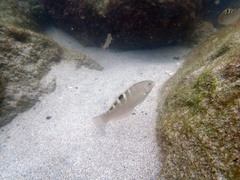 Halichoeres notospilus