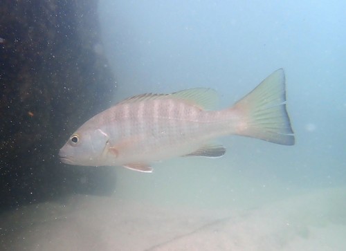 Pacific Cubera Snapper