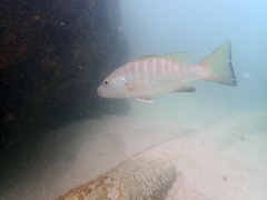 Lutjanus novemfasciatus