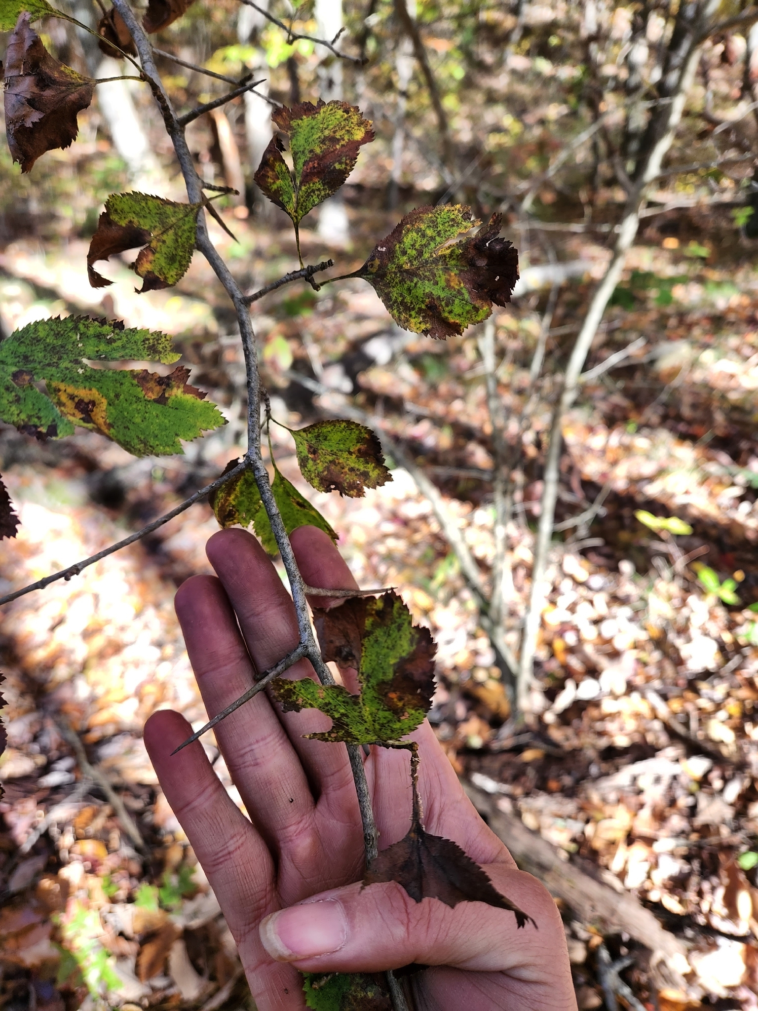 Crataegus aemula