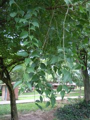 Struthanthus acuminatus