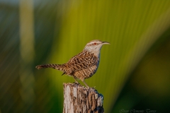 Campylorhynchus yucatanicus