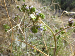 Phacelia coerulea