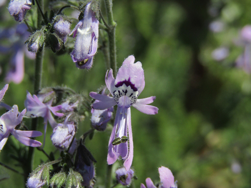 Schizanthus pinnatus, photograph 6