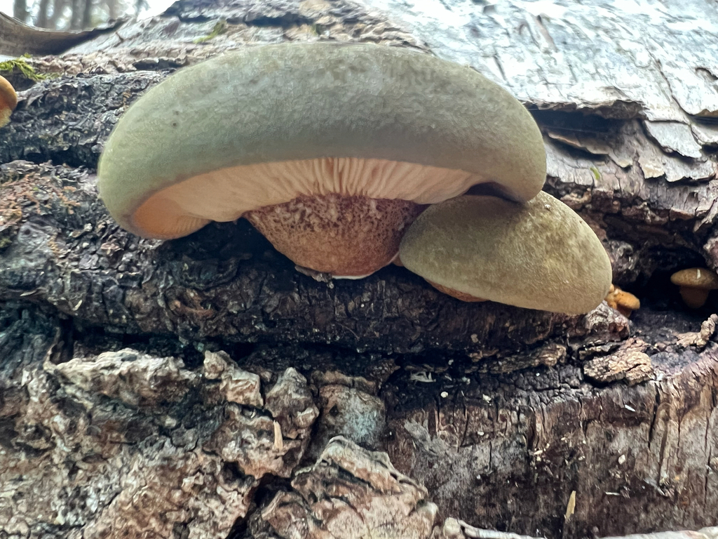 Late Oyster