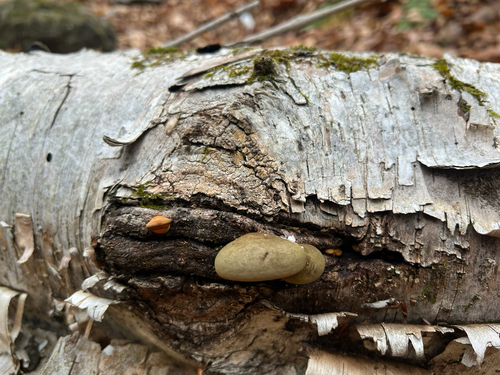 Late Oyster